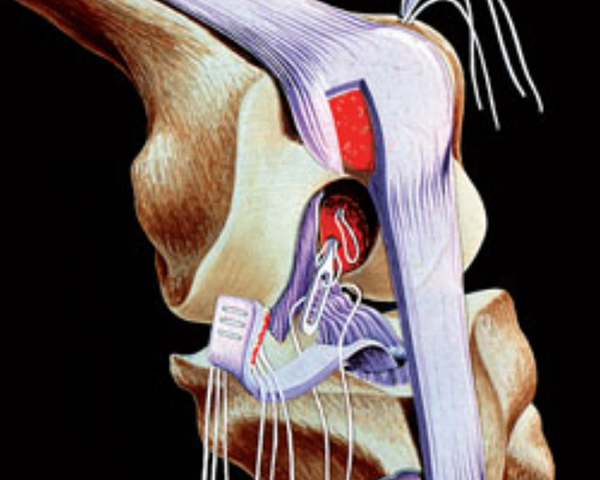 Cutting edge research on the future training of orthopaedic surgeons